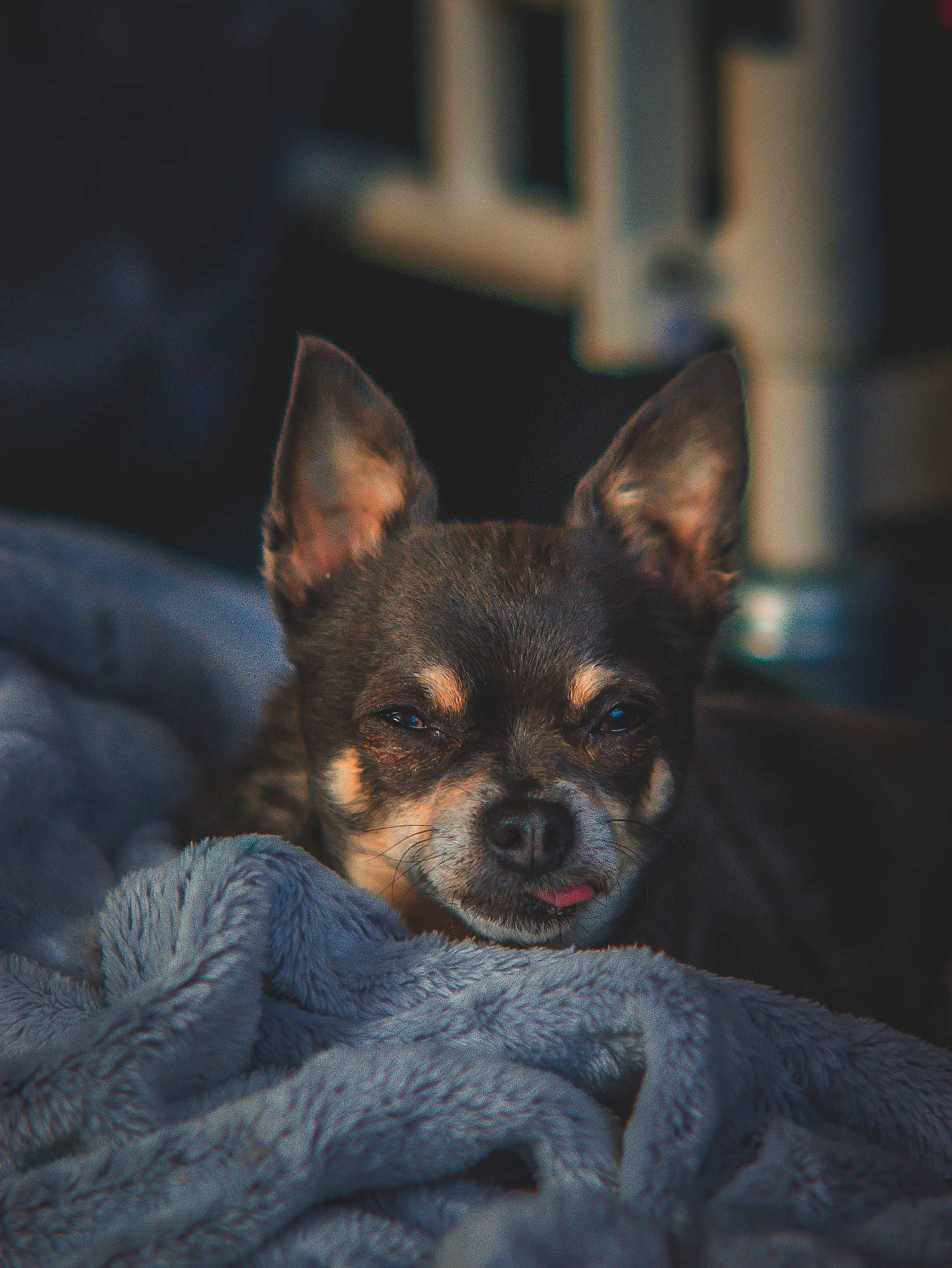 Dot joined the competition — help win amazing prizes! canidae, carnivore, comfort, companion_dog, darkness, dog, dog_breed, ear, fawn, fur, prazsky_krysarik, puppy, sitting, snout, sporting_group, terrestrial_animal, toy_dog, whiskers, working_animal, working_dog