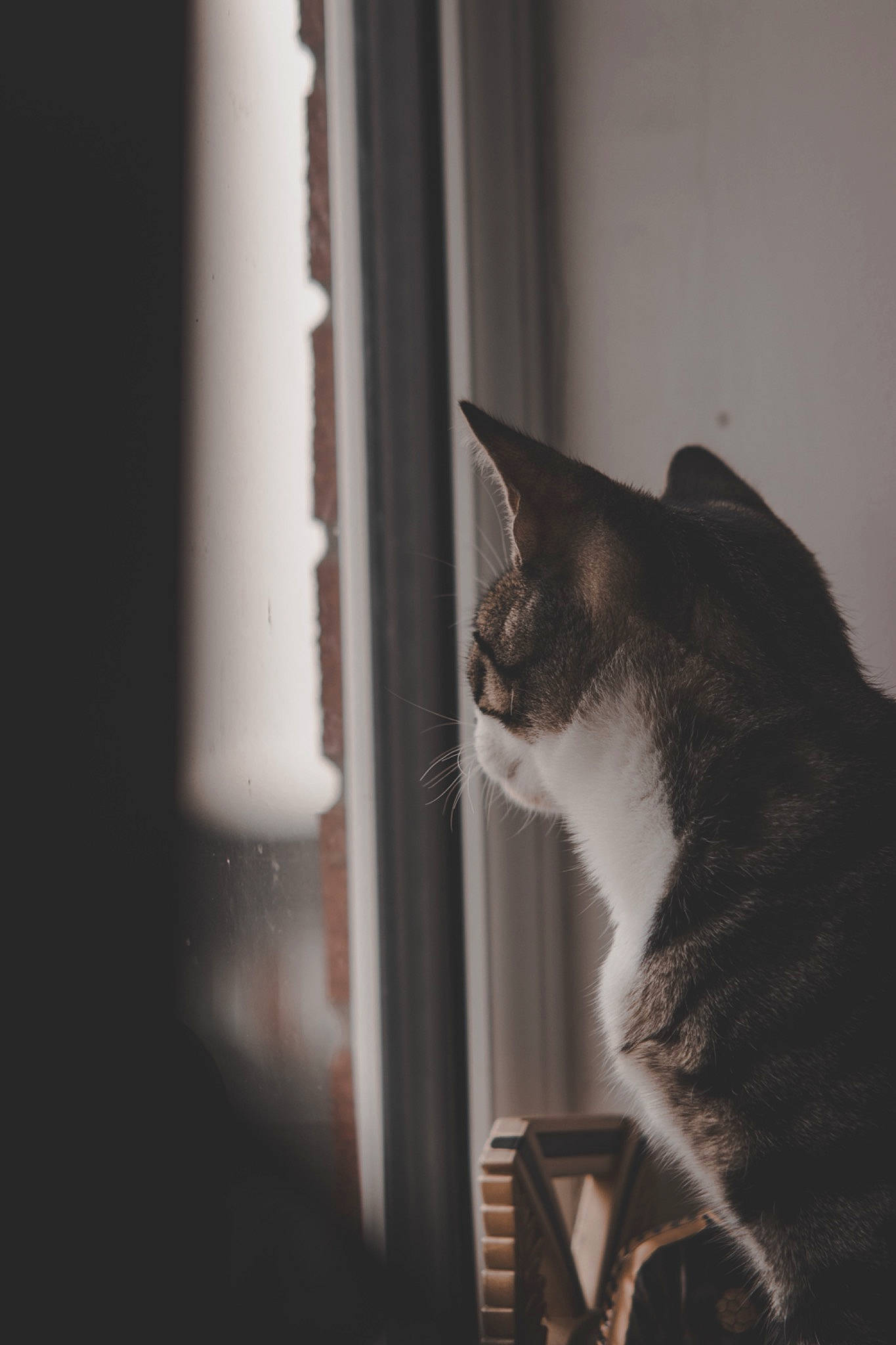 Dennis is registered to the contest to win money with this photo: carnivore, cat, comfort, darkness, domestic_short_haired_cat, felidae, fur, grey, monochrome, monochrome_photography, room, shadow, sitting, small_to_medium_sized_cats, snout, tail, tints_and_shades, whiskers, window, wood