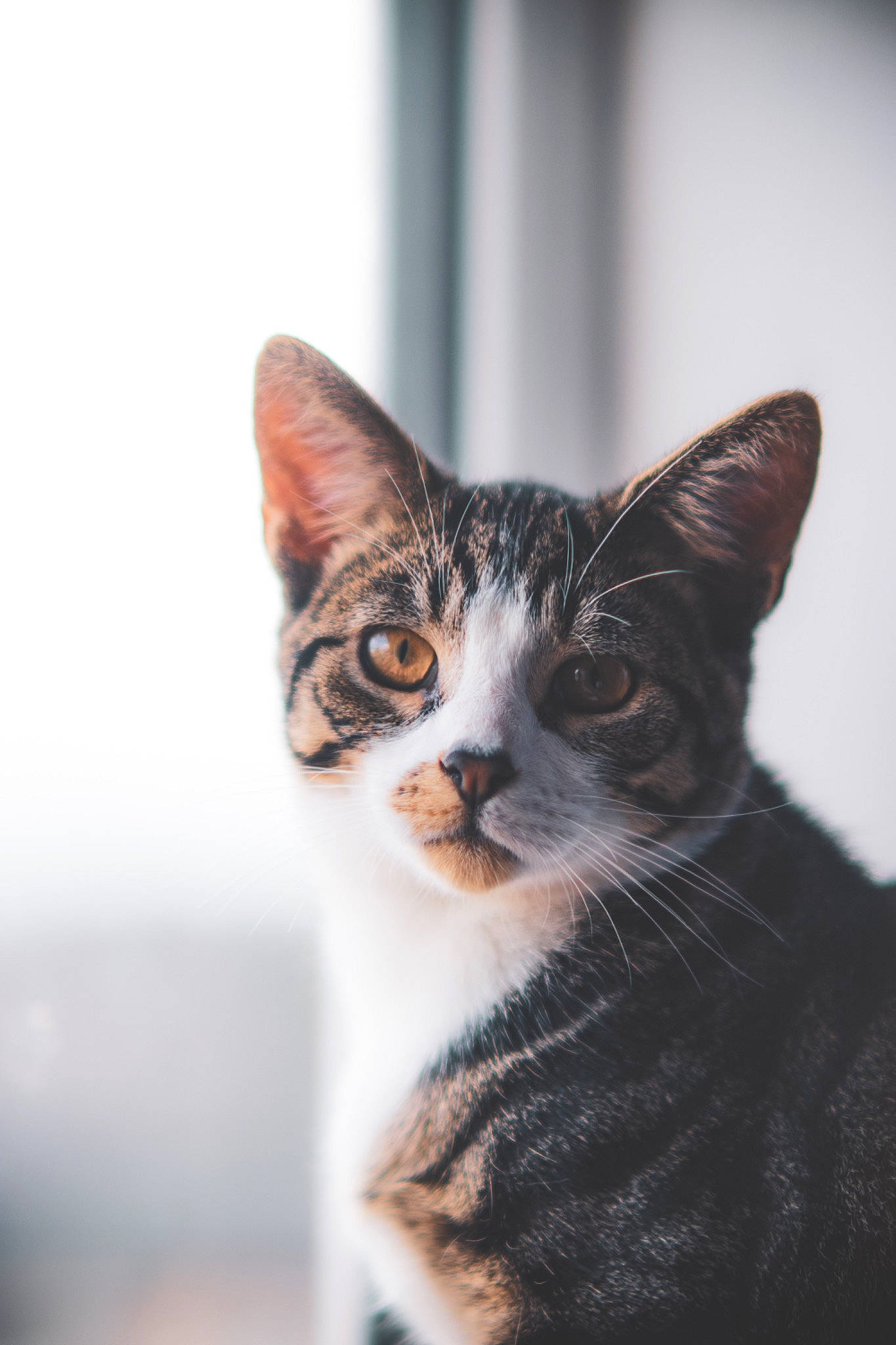 Dennis joined the competition — help win amazing prizes! art, carnivore, cat, domestic_short_haired_cat, felidae, fur, monochrome_photography, small_to_medium_sized_cats, snout, tail, terrestrial_animal, tree, whiskers, wildlife, window, wood