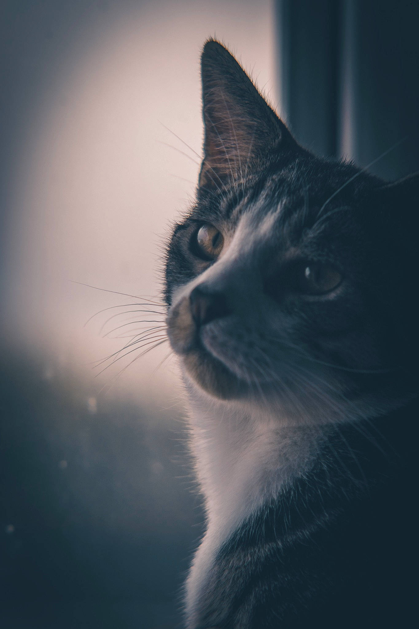 Dennis joined the competition — help win amazing prizes! carnivore, cat, cloud, darkness, domestic_short_haired_cat, ear, electric_blue, eyelash, felidae, flash_photography, fur, macro_photography, meteorological_phenomenon, monochrome_photography, sky, small_to_medium_sized_cats, snout, tree, whiskers, window