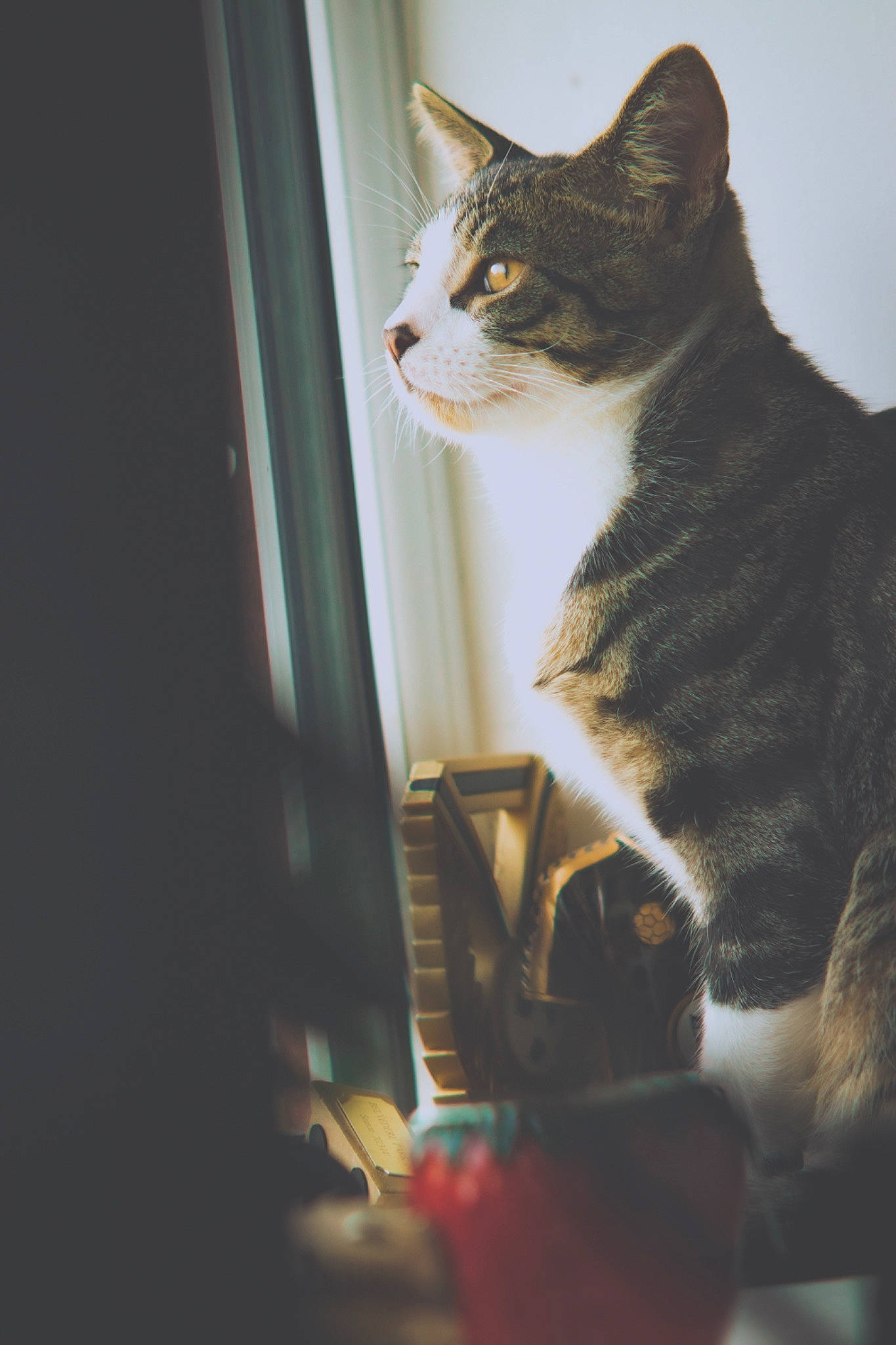 Dennis is registered to the contest to win money with this photo: carnivore, cat, comfort, curious, darkness, domestic_short_haired_cat, door, felidae, fur, paw, sitting, small_to_medium_sized_cats, snout, stairs, tail, tints_and_shades, whiskers, window, wood