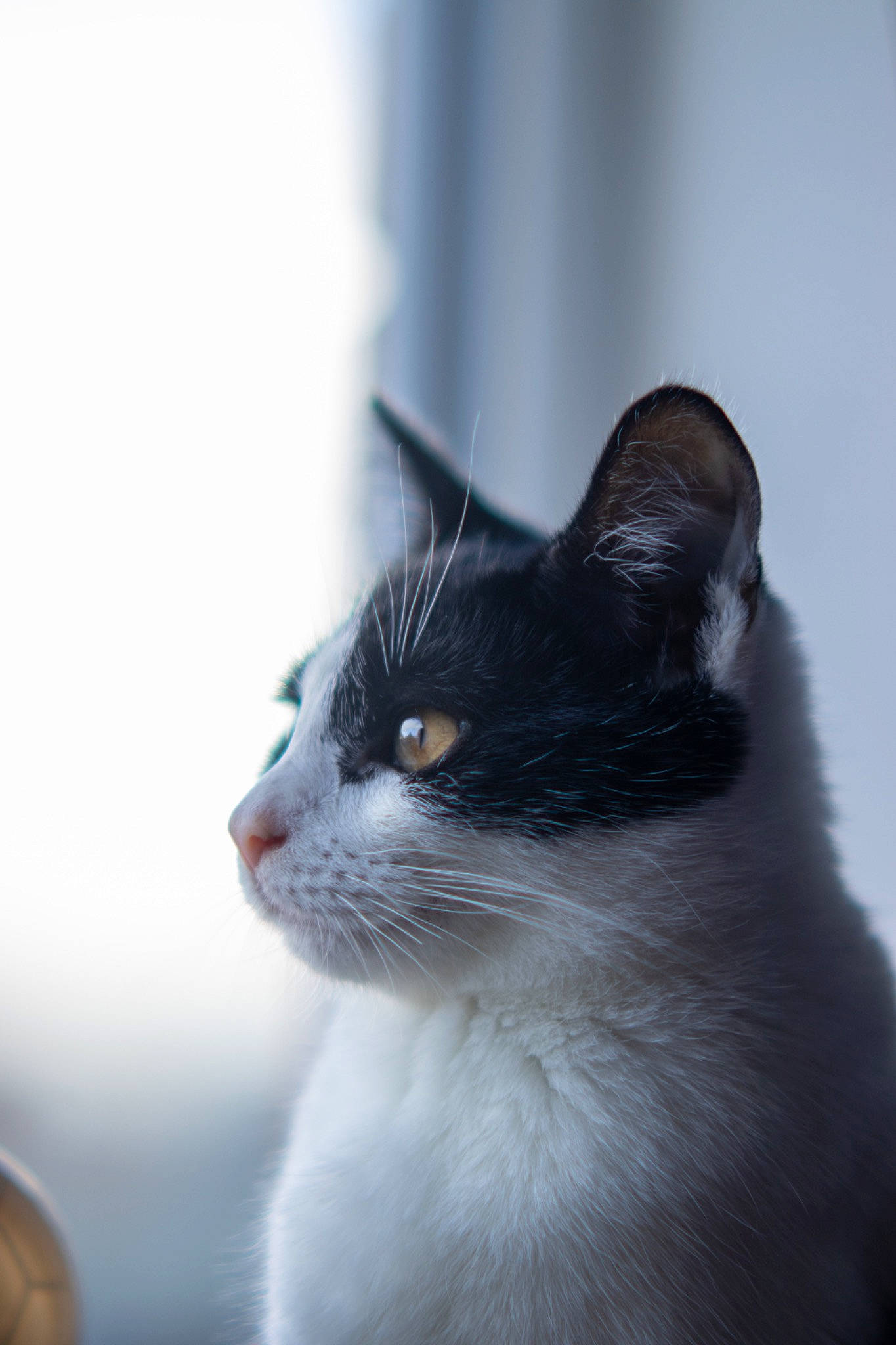 Doughnut joined the competition — help win amazing prizes! carnivore, cat, domestic_short_haired_cat, eye, felidae, fur, monochrome_photography, small_to_medium_sized_cats, snout, tail, tree, water, whiskers, window