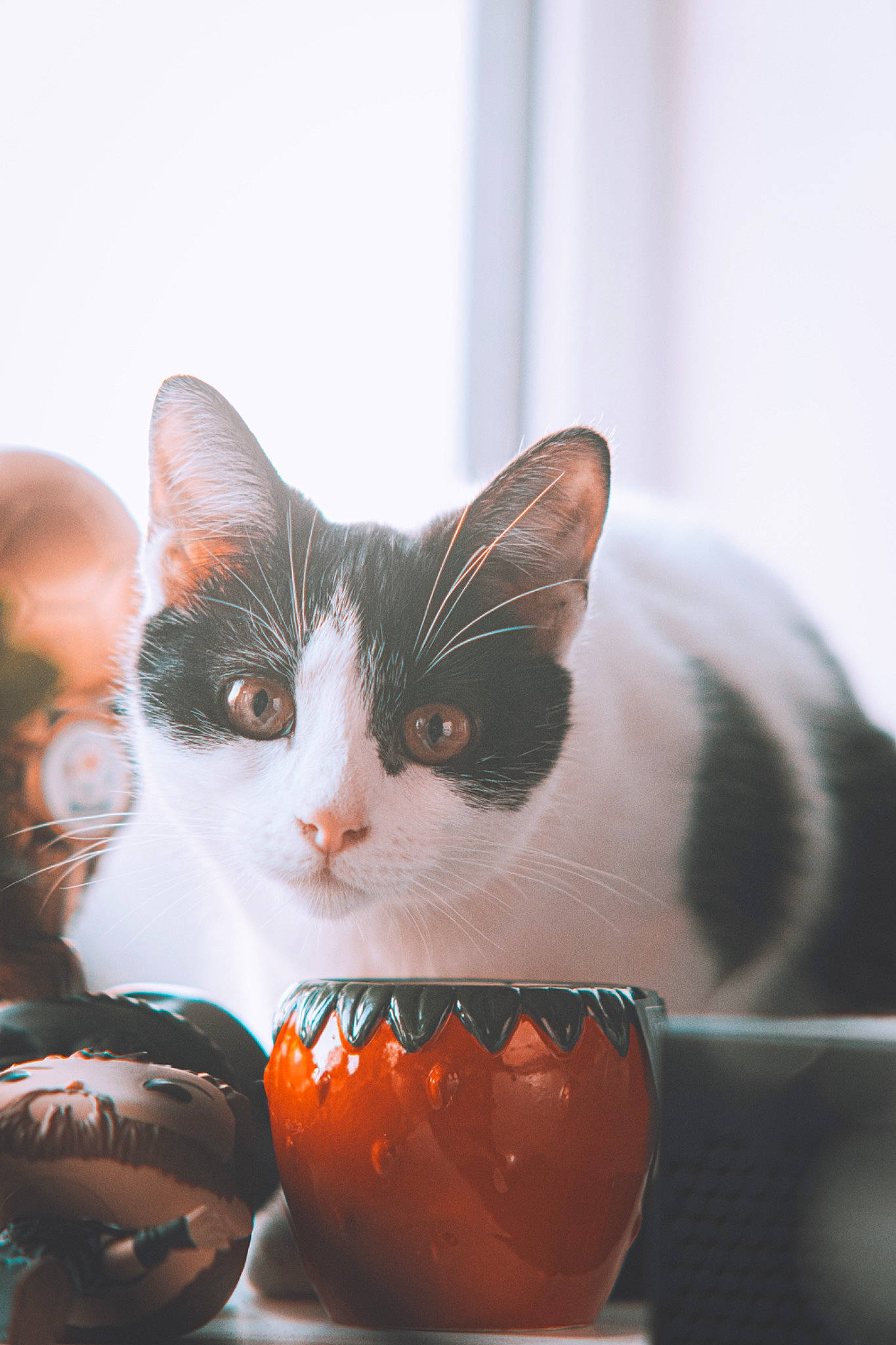 Doughnut is registered to the contest to win money with this photo: calabaza, carnivore, cat, cucurbita, domestic_short_haired_cat, felidae, food, fur, gourd, plant, pumpkin, serveware, small_to_medium_sized_cats, tableware, tree, vegetable, vertebrate, whiskers, window, winter_squash