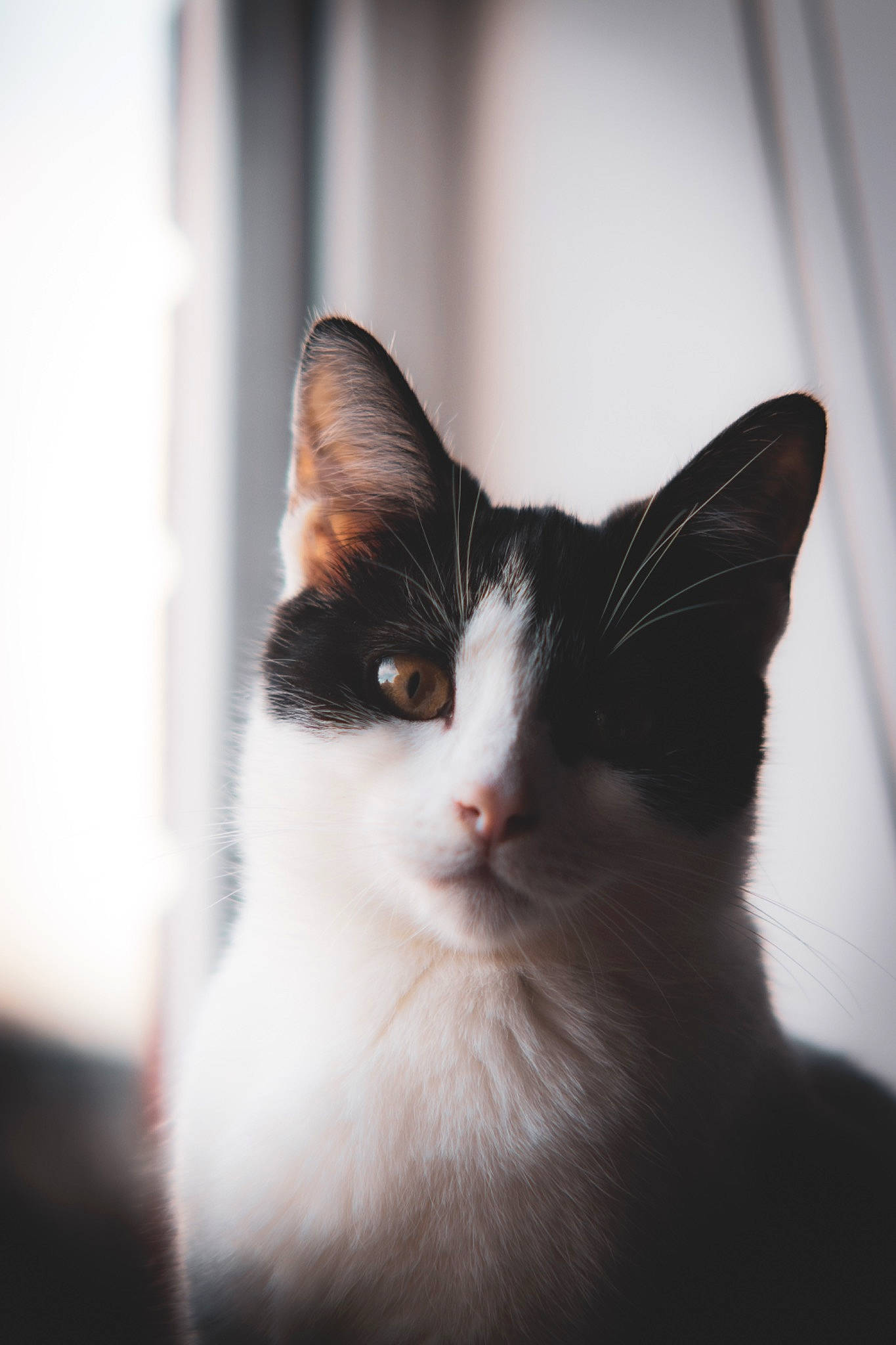 Doughnut joined the competition — help win amazing prizes! carnivore, cat, domestic_short_haired_cat, felidae, fur, monochrome, monochrome_photography, sky, small_to_medium_sized_cats, snout, whiskers