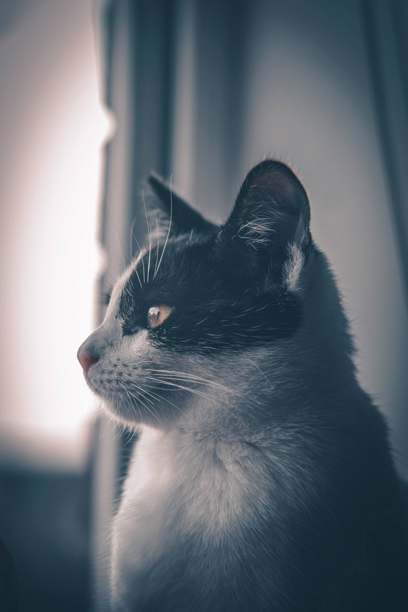 Doughnut joined the competition — help win amazing prizes! black_cat, carnivore, cat, darkness, domestic_short_haired_cat, felidae, flash_photography, fur, grey, head, monochrome, monochrome_photography, shadow, sky, small_to_medium_sized_cats, snout, terrestrial_animal, tints_and_shades, whiskers, window