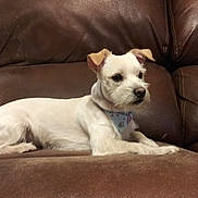 Harley joined the competition — help win amazing prizes! attentive, bandana, brown_couch, collar, couch, dog, ears, fur, furniture, indoor, leather, living_room, lying_down, mixed_breed, paw, pet, portrait, small_dog, terr ier, whiskers