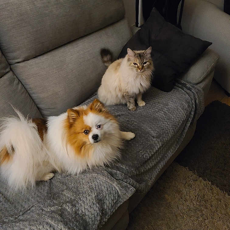Tim Et Choupette participe au concours pour gagner de l'argent avec cette photo : blanket, cat, companion, couch, cozy, curious, dog, domestic_animal, fluffy, furniture, home, indoor, living_room, long_hair, paw, pet, pet_friendly, relaxed, sofa, tail