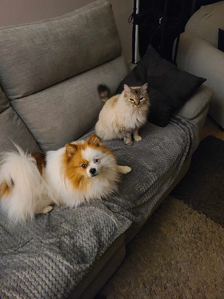 Tim Et Choupette participe au concours pour gagner de l'argent avec cette photo : dog, cat, sofa, couch, pet, indoor, furniture, blanket, long_hair, fluffy, curious, living_room, domestic_animal, cozy, companion, relaxed, home, paw, tail, pet_friendly