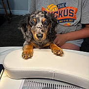 Nova joined the competition — help win amazing prizes! puppy, dog, pet, cute, indoor, table, cushion, person, tshirt, animal, fur, ears, paws, face, looking, resting, home, carpet, chair, casual_clothing