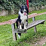 Pacco participe au concours pour gagner de l'argent avec cette photo : dog, border_collie, bench, grass, park, tongue_out, outdoor, pet, animal, greenery, leafy, wooden_bench, happy, sitting, nature, fence, playful, fur, canine, tongue