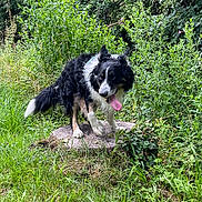 Pacco a rejoint le concours — aidez-le/la à gagner de superbes lots ! dog, black_and_white, tongue_out, tree_stump, greenery, grass, bushes, outdoor, nature, canine, pet, fur, playful, animal, summer, daylight, active, forest_edge, walking, happy