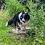 dog, black_and_white, tongue_out, tree_stump, greenery, grass, bushes, outdoor, nature, canine, pet, fur, playful, animal, summer, daylight, active, forest_edge, walking, happy