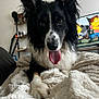 dog, black_and_white, tongue_out, blanket, indoor, television, cartoon, fur, pet, cozy, living_room, relaxed, animal, canine, ears, snout, paw, home, comfort, cute