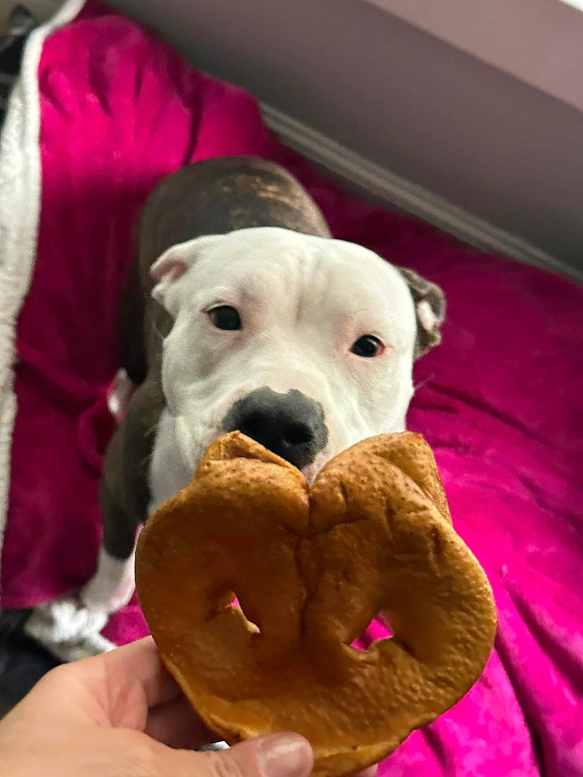 Lola Bean joined the competition — help win amazing prizes! canidae, carnivore, comfort, companion_dog, dog, dog_breed, dog_clothes, dog_supply, fawn, fur, linens, magenta, pet_supply, pink, plush, snout, sporting_group, stuffed_toy, working_animal, wrinkle