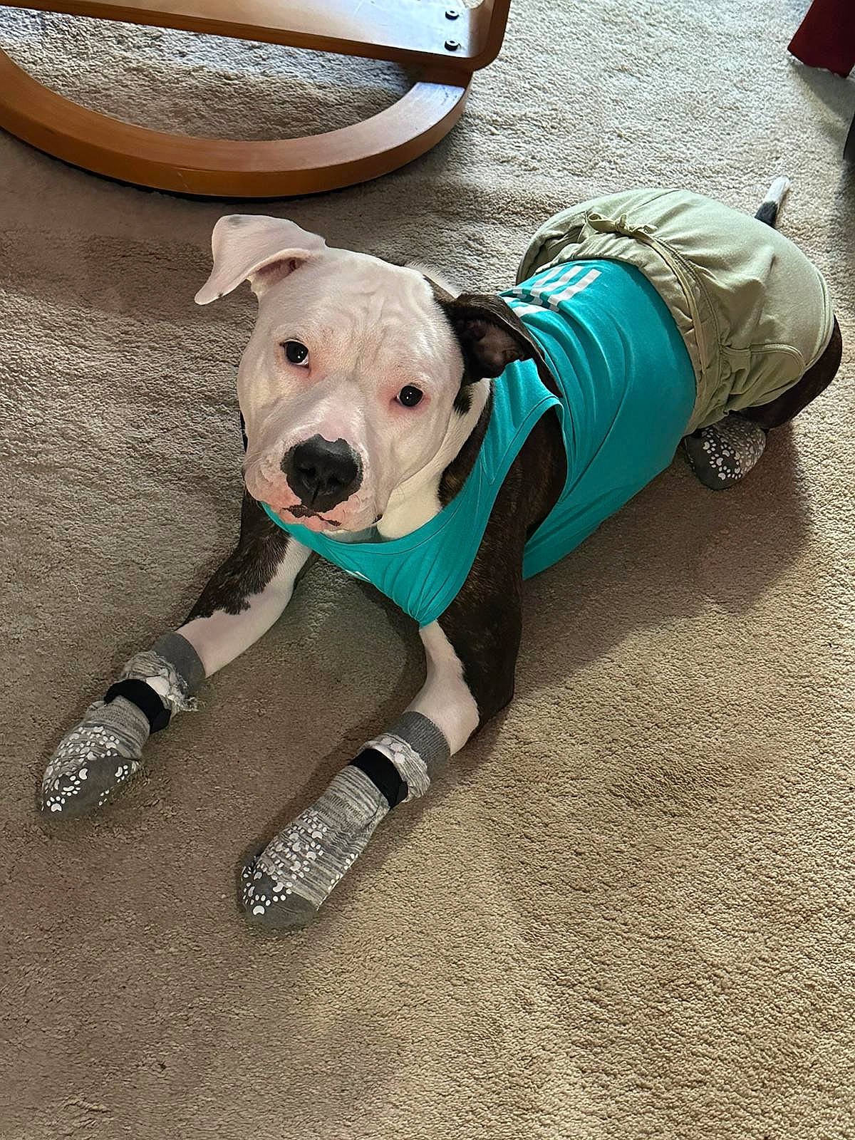 Lola Bean joined the competition — help win amazing prizes! ball, carnivore, collar, comfort, companion_dog, dog, dog_breed, dog_clothes, dog_collar, dog_supply, fashion_accessory, fawn, flooring, leash, personal_protective_equipment, pet_supply, snout, sporting_group, toy_dog, working_animal