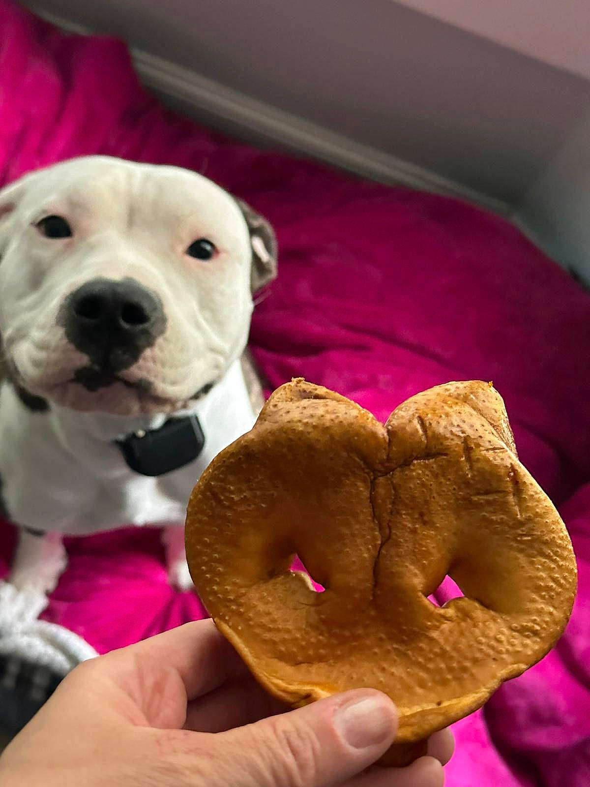 Lola Bean joined the competition — help win amazing prizes! baked_goods, collar, companion_dog, cuisine, dessert, dog, dog_breed, dog_supply, fawn, finger_food, food, fur, gesture, magenta, pet_supply, pink, plush, stuffed_toy, toy, working_animal