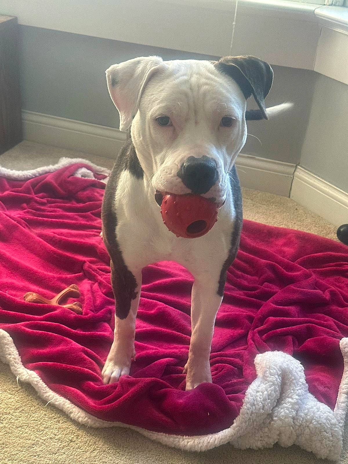 Lola Bean joined the competition — help win amazing prizes! canidae, carnivore, collar, comfort, companion_dog, dog, dog_breed, dog_collar, dog_supply, fawn, linens, magenta, paw, pet_supply, pink, snout, sporting_group, toy_dog, whiskers, working_animal