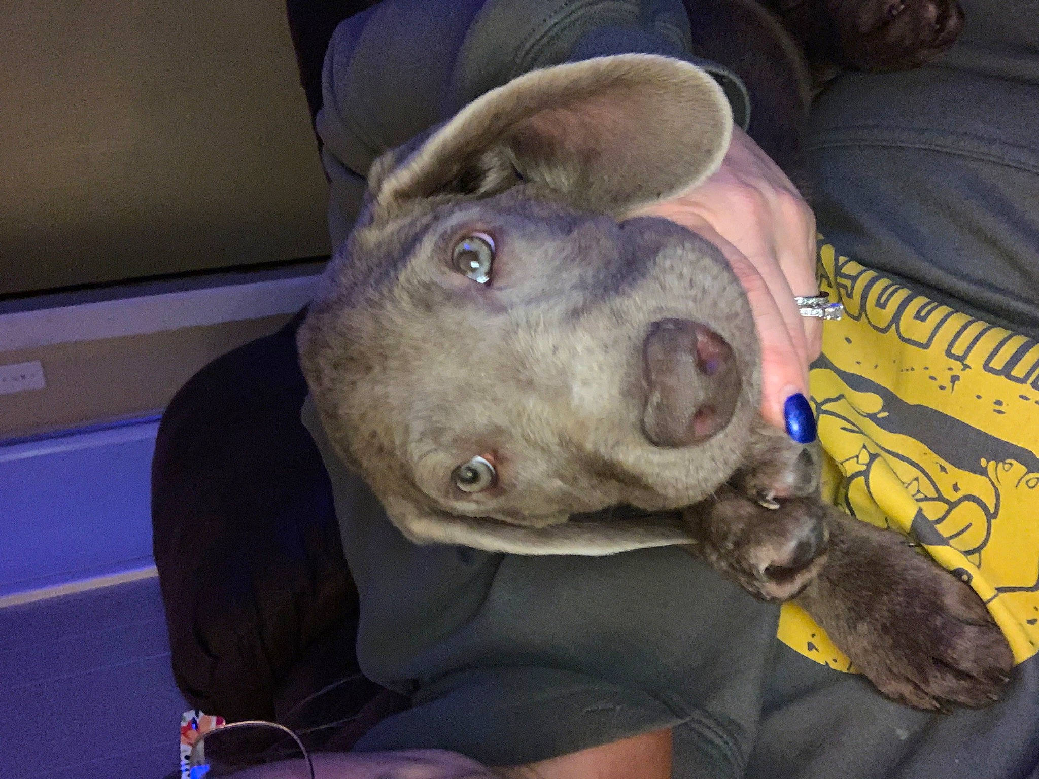 Zuri joined the competition — help win amazing prizes! canidae, carnivore, comfort, companion_dog, dog, dog_breed, ear, fawn, fur, hat, jaw, liver, metal, natural_material, non_sporting_group, personal_protective_equipment, snout, sporting_group, whiskers, working_animal