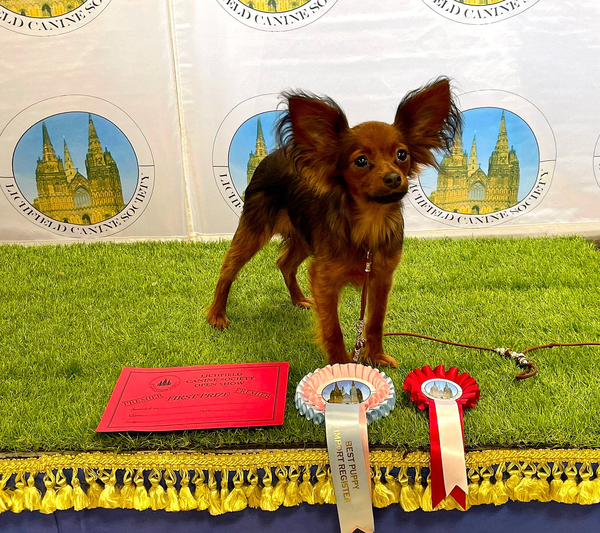 Floki is registered to the contest to win money with this photo: adaptation, advertising, canidae, carnivore, companion_dog, dog, dog_breed, dog_sports, fawn, grass, grassland, liver, photo_caption, poster, rectangle, snout, sporting_group, tail, terrestrial_animal, working_animal