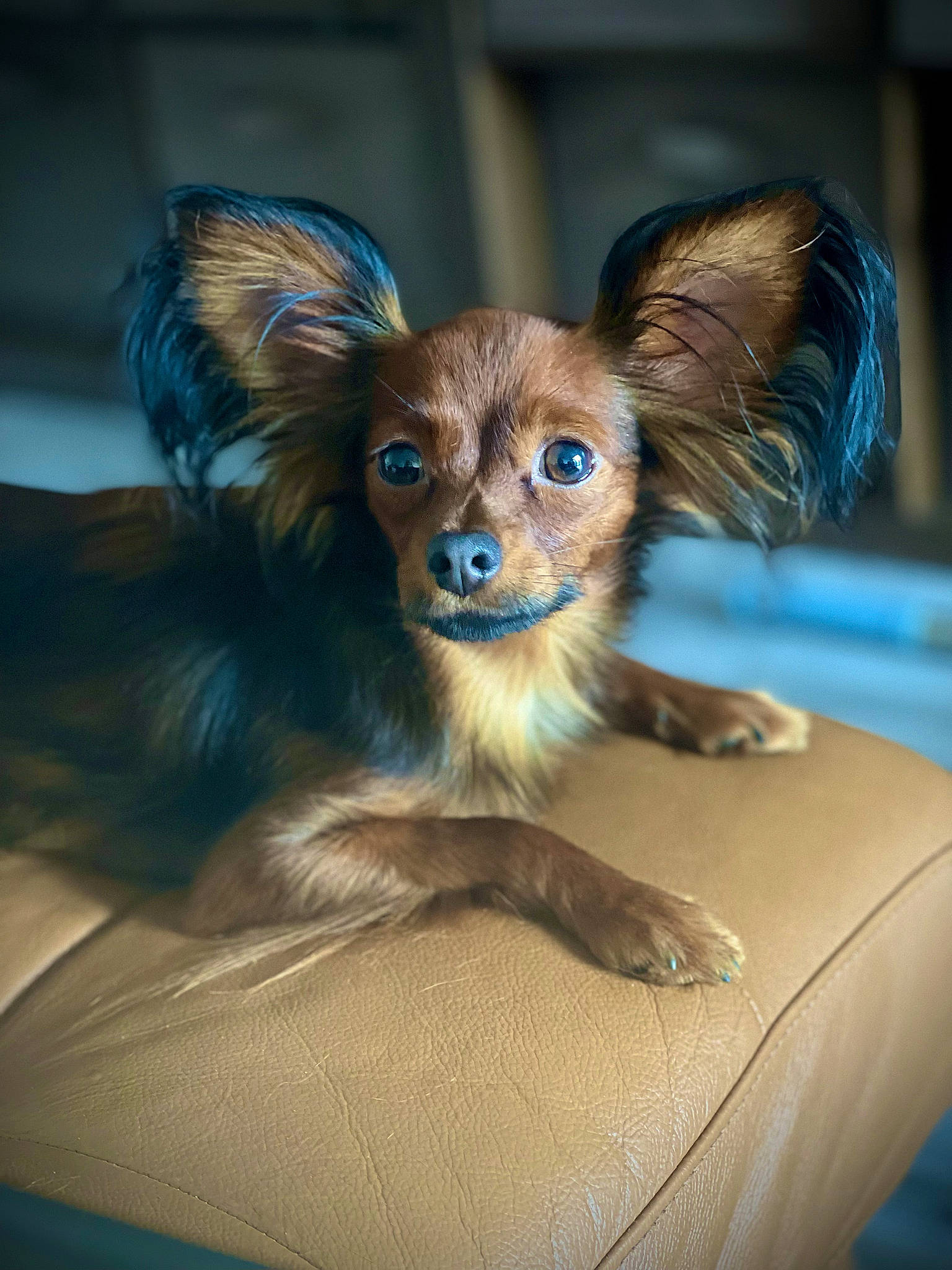 Floki is registered to the contest to win money with this photo: aircraft, canidae, carnivore, chihuahua, comfort, companion_dog, dog, dog_breed, dog_supply, ear, eye, fawn, fur, liver, snout, sporting_group, terrestrial_animal, toy_dog, whiskers, working_animal