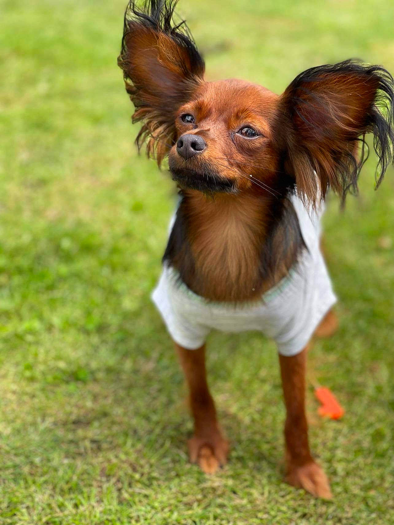 Floki joined the competition — help win amazing prizes! art, canidae, carnivore, companion_dog, dog, dog_breed, fawn, fur, grass, happy, liver, puppy, snout, sporting_group, tail, terrestrial_animal, toy, toy_dog, whiskers, working_animal