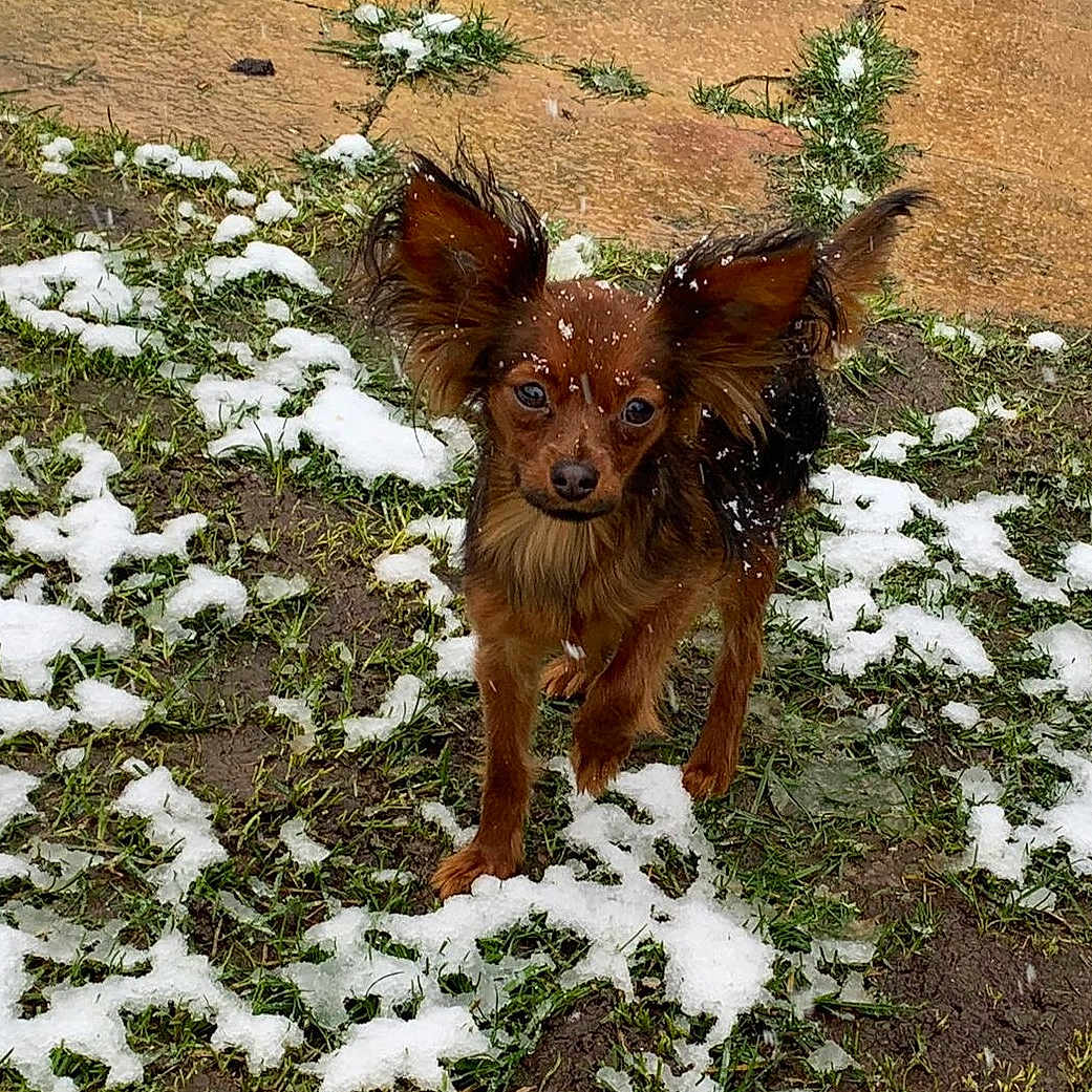 Floki