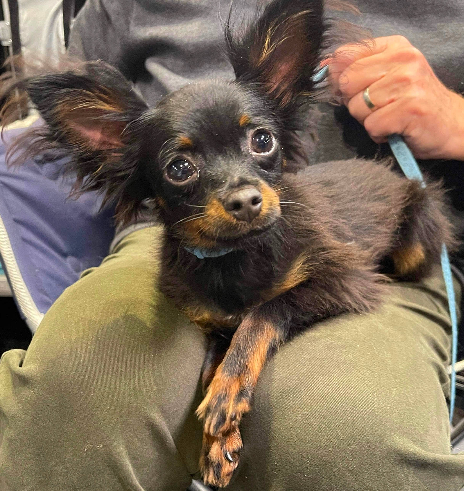 Frodo joined the competition — help win amazing prizes! canidae, carnivore, companion_dog, corgi_chihuahua, dog, dog_breed, ear, fawn, fur, gesture, liver, russkiy_toy, snout, sporting_group, terrestrial_animal, thumb, toy_dog, whiskers, working_animal