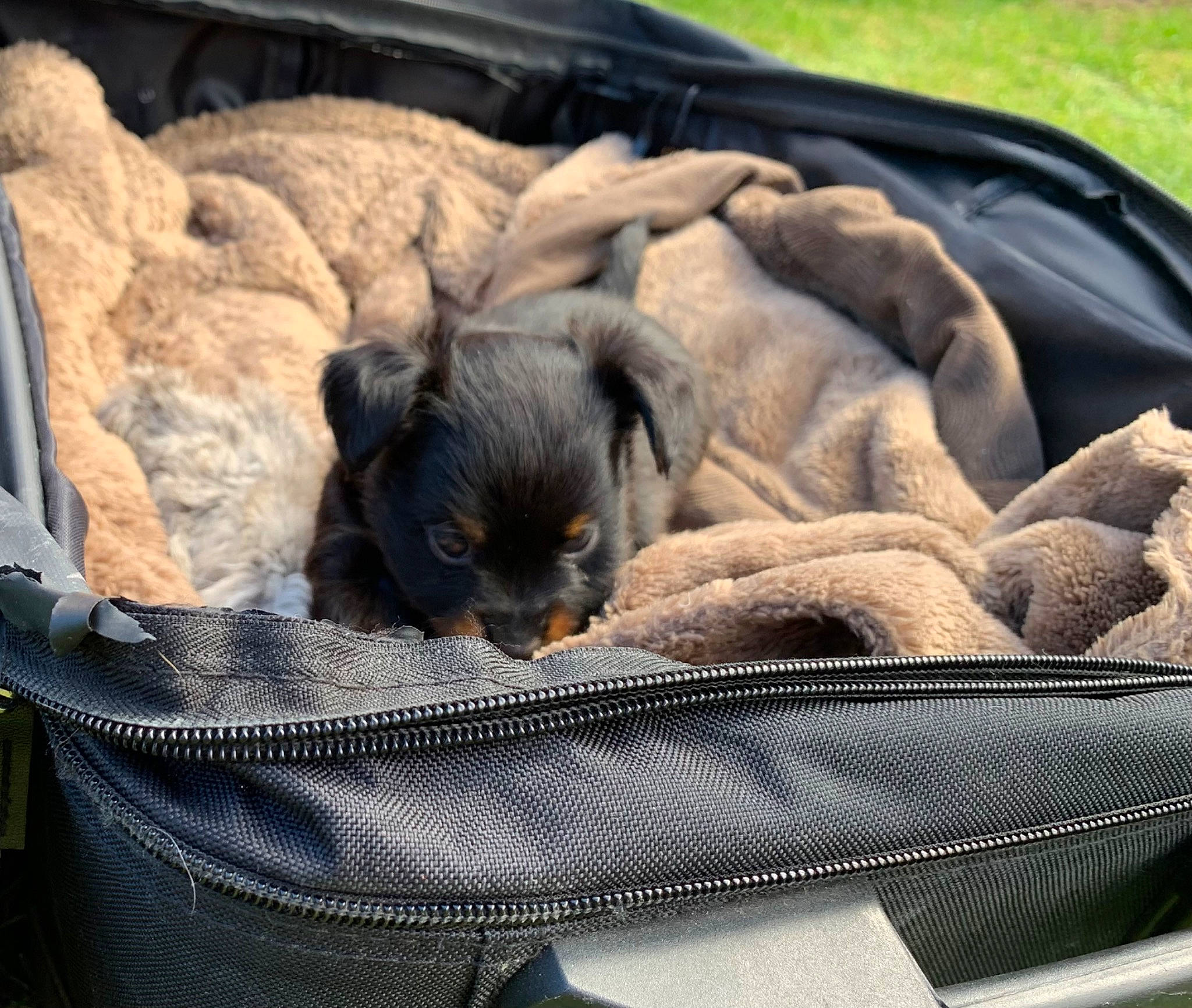 Frodo is registered to the contest to win money with this photo: bag, baggage, canidae, carnivore, cat, comfort, companion_dog, dog_breed, domestic_short_haired_cat, fawn, felidae, fur, linens, luggage_and_bags, mammal, small_to_medium_sized_cats, sporting_group, suitcase, terrestrial_animal, whiskers