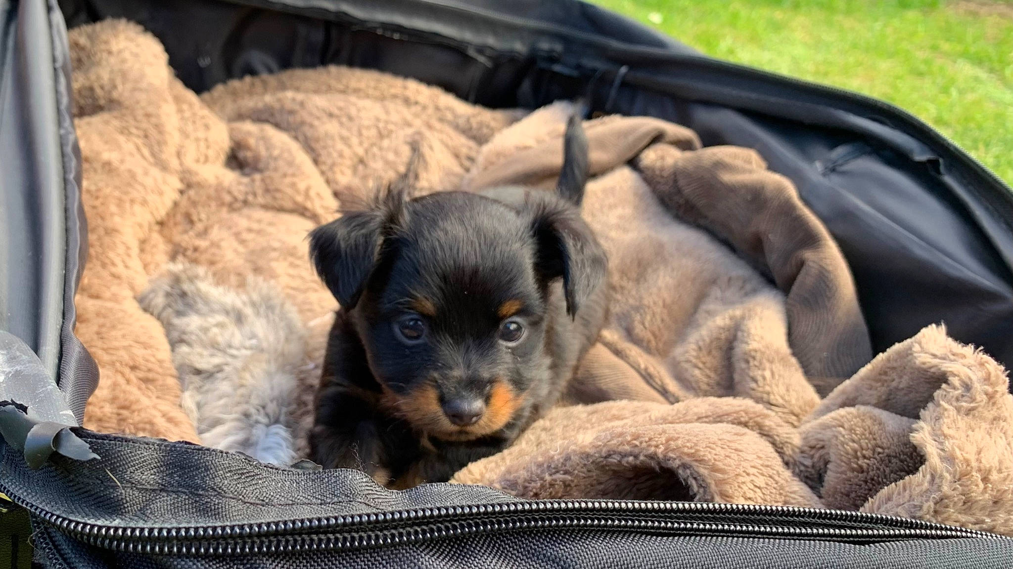 Frodo joined the competition — help win amazing prizes! canidae, carnivore, comfort, companion_dog, dog, dog_breed, fawn, fur, guard_dog, paw, pet_supply, puppy_love, sporting_group, terrestrial_animal, toy_dog, whiskers, working_animal, working_dog