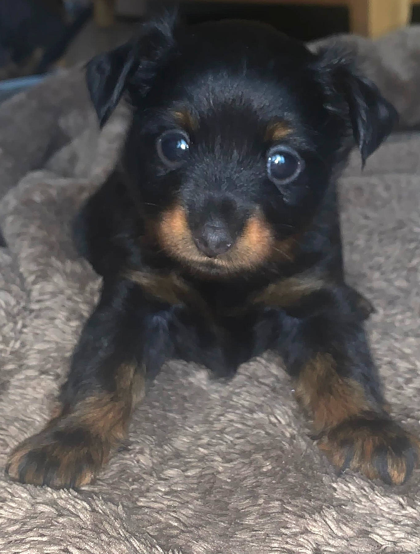 Frodo joined the competition — help win amazing prizes! canidae, carnivore, companion_dog, dog, dog_breed, fawn, fur, snout, sporting_group, terrestrial_animal, terrier, toy_dog, whiskers, working_animal