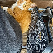 Simba is registered to the contest to win money with this photo: cat, orange_cat, white_cat, bench, wooden_bench, handbag, guess_brand, person, black_clothing, fur, pet, domestic_cat, looking_up, sitting, outdoor, resting, closeup, whiskers, ears, yellow_eyes