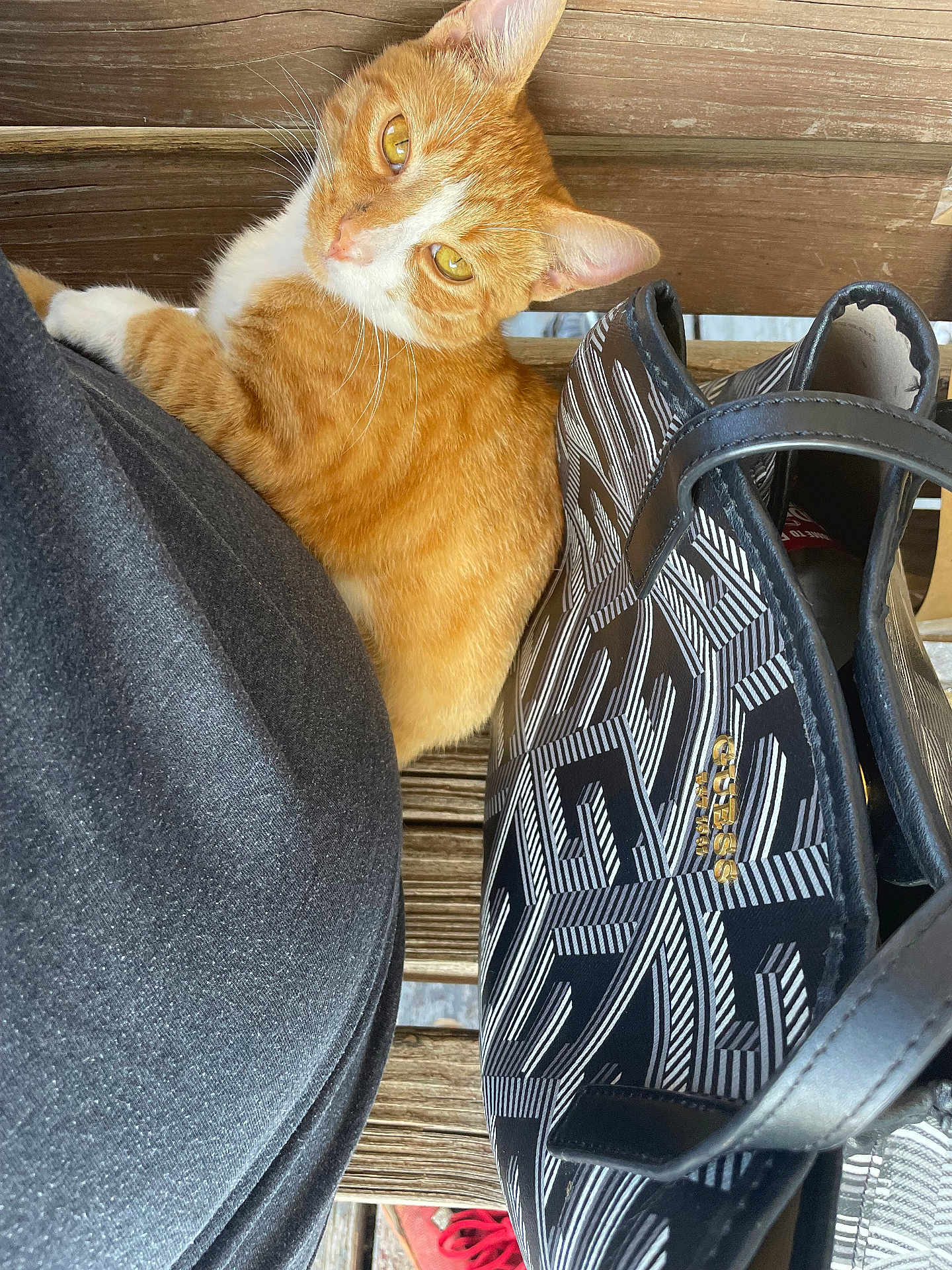 Simba