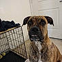 dog, brindle, pet, indoor, crate, food_bowl, floor, door, animal, canine, expression, sitting, fur, ears, snout, whiskers, looking, room, tile_floor, companion