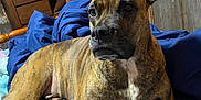Layla is registered to the contest to win money with this photo: dog, brindle, bed, blanket, blue_blanket, wooden_furniture, dresser, indoor, pet, canine, resting, looking_away, cozy, room, household_items, wood_paneling, comfort, domestic, relaxed, furniture