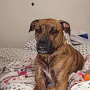 Layla is registered to the contest to win money with this photo: dog, brindle, pet, bed, blanket, indoor, collar, canine, fur, paws, resting, animal, cute, comfort, domestic, sleepy, expression, portrait, relaxing, furniture