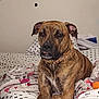 dog, brindle, pet, bed, blanket, indoor, collar, canine, fur, paws, resting, animal, cute, comfort, domestic, sleepy, expression, portrait, relaxing, furniture