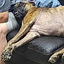 dog, sleeping, brindle, couch, leather, paw, person, shorts, leg, indoor, relaxation, resting, pet, animal, home, furniture, comfortable, canine, muzzle, napping