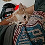 Sam participe au concours pour gagner de l'argent avec cette photo : kitten, cat, person, tshirt, closeup, indoor, cute, pet, animal, snuggling, curious, small, feline, soft, cozy, cuddling, napping, eyes, playing, home
