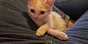 Sam a rejoint le concours — aidez-le/la à gagner de superbes lots ! kitten, cat, pet, animal, jeans, clothing, legs, person, indoor, cute, fur, small, resting, casual, comfort, domestic, mammal, young, crossed_paws, curious