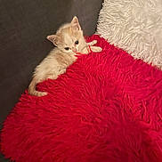 Sam a rejoint le concours — aidez-le/la à gagner de superbes lots ! kitten, cat, fluffy, red_pillow, white_pillow, couch, furniture, pet, animal, cute, small, relaxed, indoor, cozy, fur, resting, young, domestic_cat, soft, curious