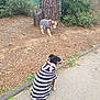 dog, pet, striped_sweater, outdoor, park, tree, pavement, leafy, greenery, nature, canine, animal, two_dogs, walking, casual, scarf, brown_dog, black_dog, autumn, relaxed
