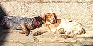 Dino participe au concours pour gagner de l'argent avec cette photo : dog, dogs, sunlight, outdoor, stone_patio, resting, lying_down, collar, brown_dog, spotted_dog, shadow, wall, texture, relaxed, pet, animal, companions, daytime, nature, quiet