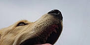 Appy a rejoint le concours — aidez-le/la à gagner de superbes lots ! dog, tongue, open_mouth, canine, happy, close_up, pet, animal, outdoor, sky, looking_up, fur, nose, teeth, whiskers, mouth, tongue_out, playful, expression, head