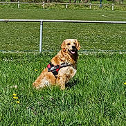 Appy participe au concours pour gagner de l'argent avec cette photo : animal, canine, daytime, dog, field, flowers, golden_retriever, grass, greenery, happy, harness, nature, outdoor, pet, playful, sitting, spring, sunlight, tongue_out, trees
