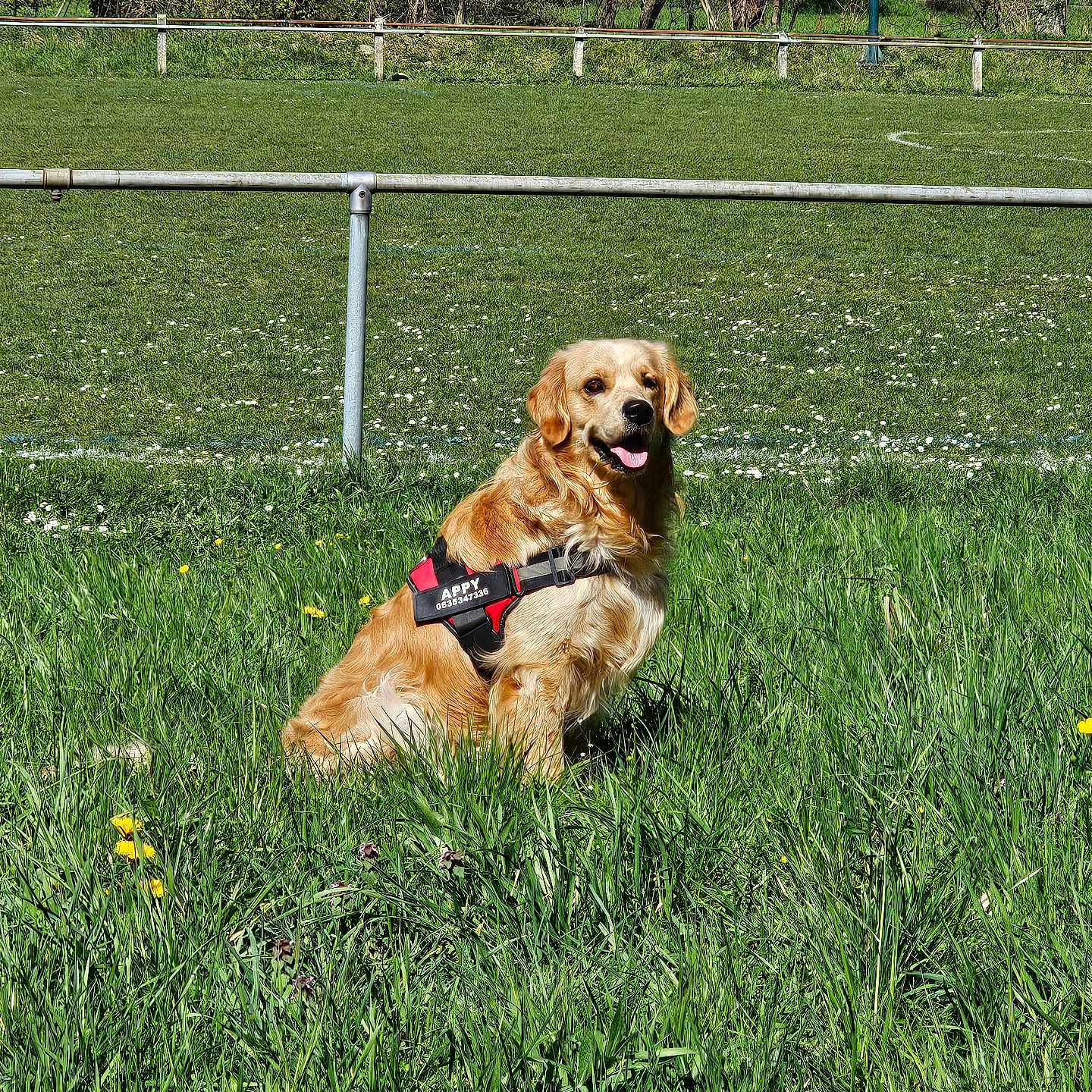 Appy participe au concours pour gagner de l'argent avec cette photo : animal, canine, daytime, dog, field, flowers, golden_retriever, grass, greenery, happy, harness, nature, outdoor, pet, playful, sitting, spring, sunlight, tongue_out, trees