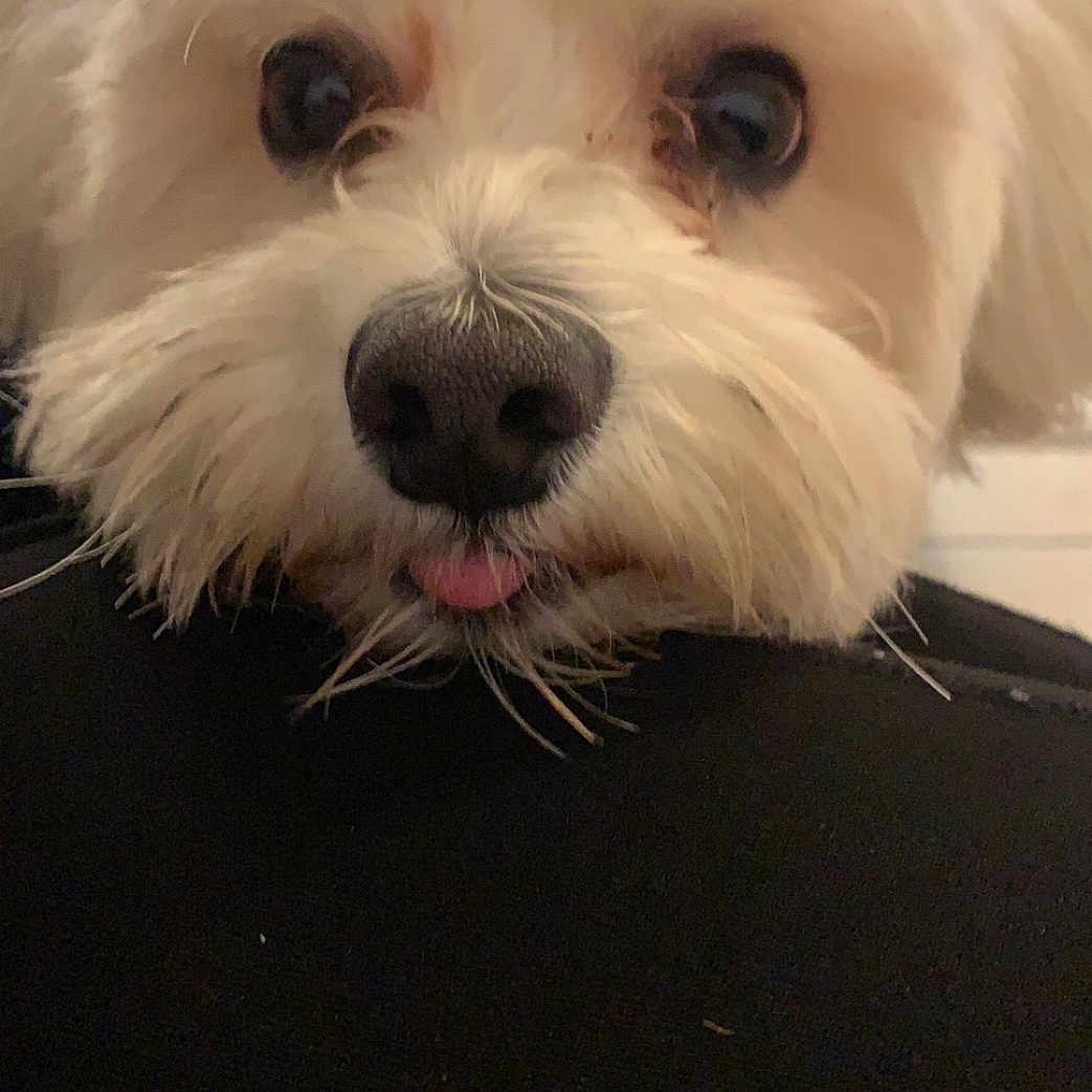 Loky a rejoint le concours — aidez-le/la à gagner de superbes lots ! animal, bison, bodypart, canine, cockerspaniel, couch, dog, eskimodog, furniture, mouth, papillon, person, pet, poodle, puppy, snout, terrier, whitedog