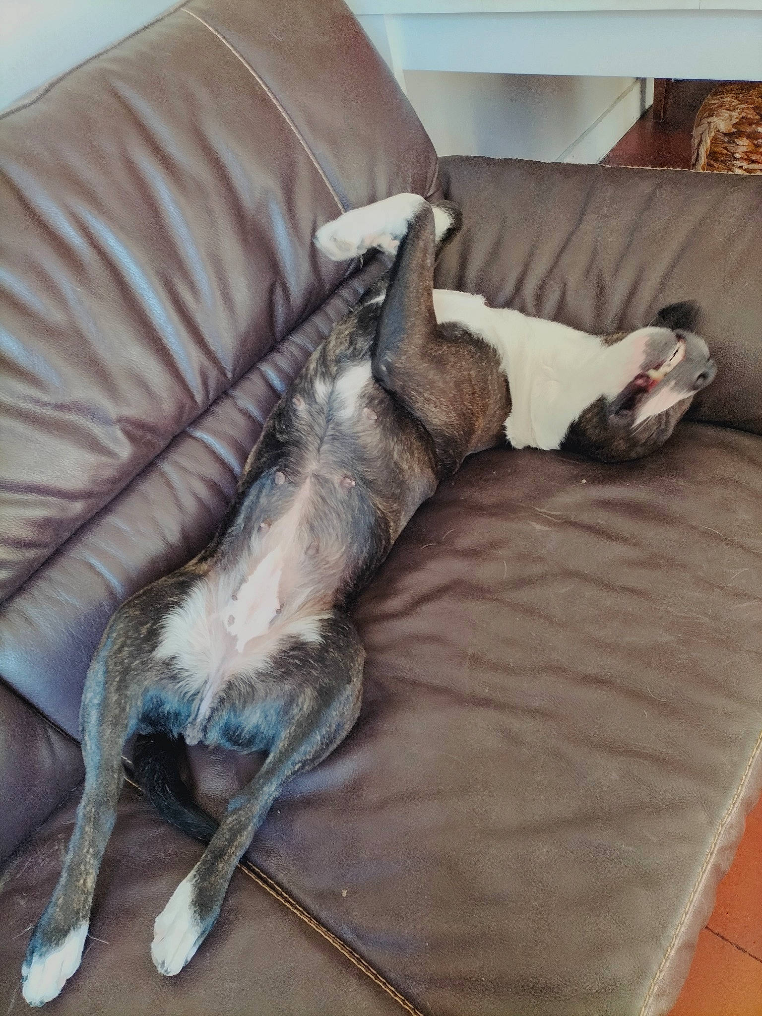 Nalia participe au concours pour gagner de l'argent avec cette photo : bed, bedding, carnivore, comfort, companion_dog, couch, dog, dog_breed, felidae, flooring, fur, furniture, grey, hardwood, linens, living_room, room, tail, wood, working_animal