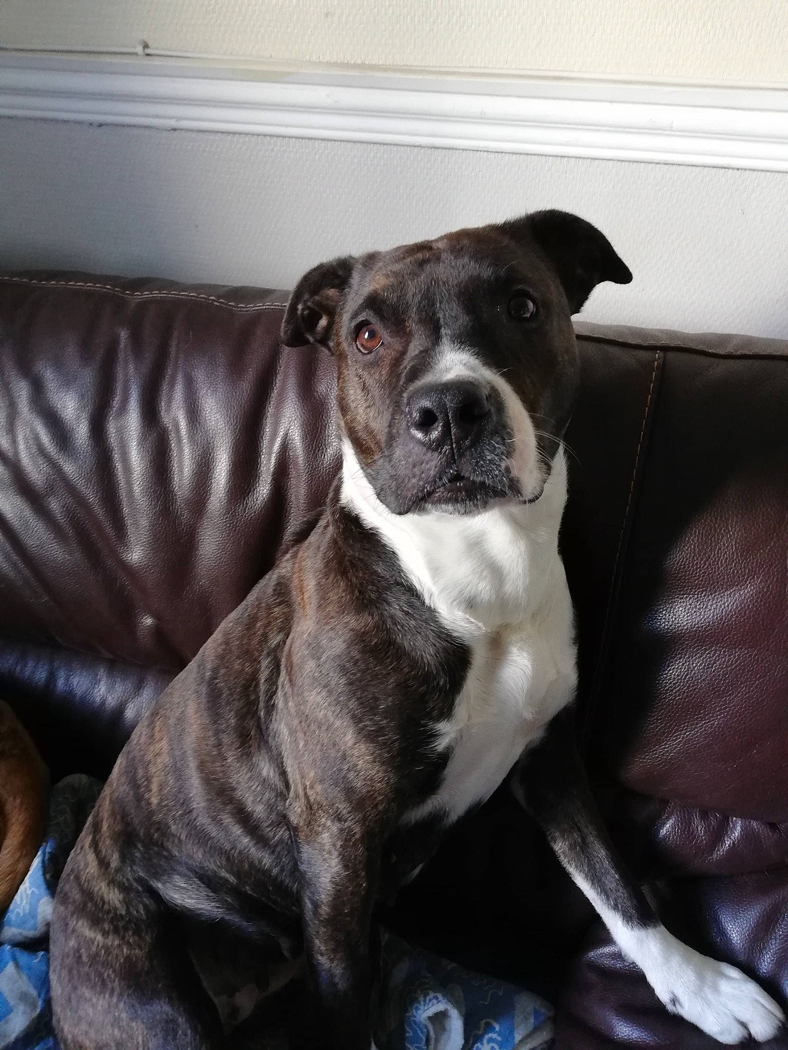 Nalia a rejoint le concours — aidez-le/la à gagner de superbes lots ! bored, boxer, carnivore, collar, comfort, companion_dog, couch, dog, dog_breed, guard_dog, molosser, non_sporting_group, puppy, sleeper_chair, sporting_group, terrestrial_animal, whiskers, working_animal, working_dog