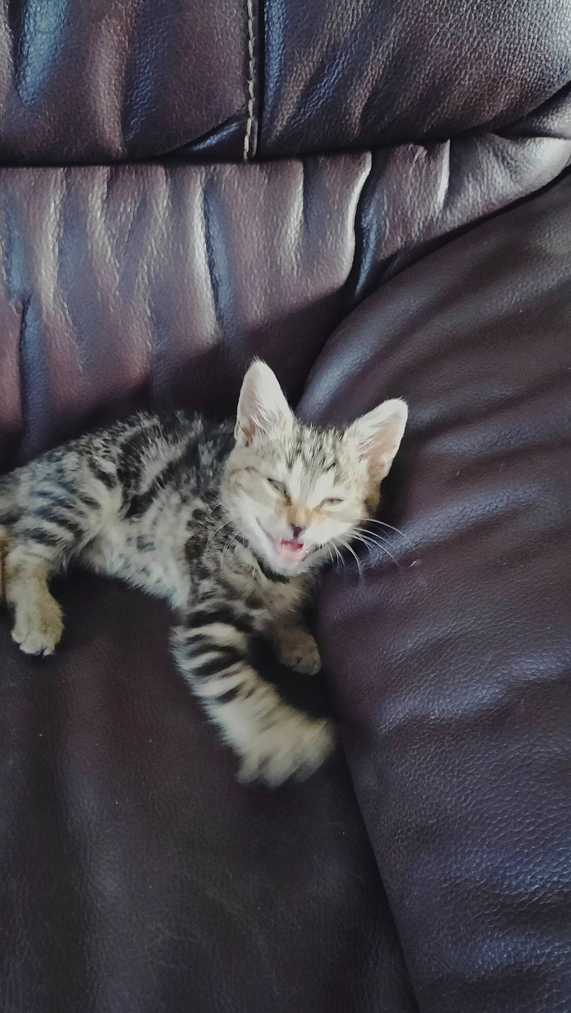 Fifille a rejoint le concours — aidez-le/la à gagner de superbes lots ! bed, carnivore, cat, claw, comfort, couch, domestic_short_haired_cat, felidae, fur, grey, linens, nap, paw, sitting, small_to_medium_sized_cats, snout, tail, whiskers, wood