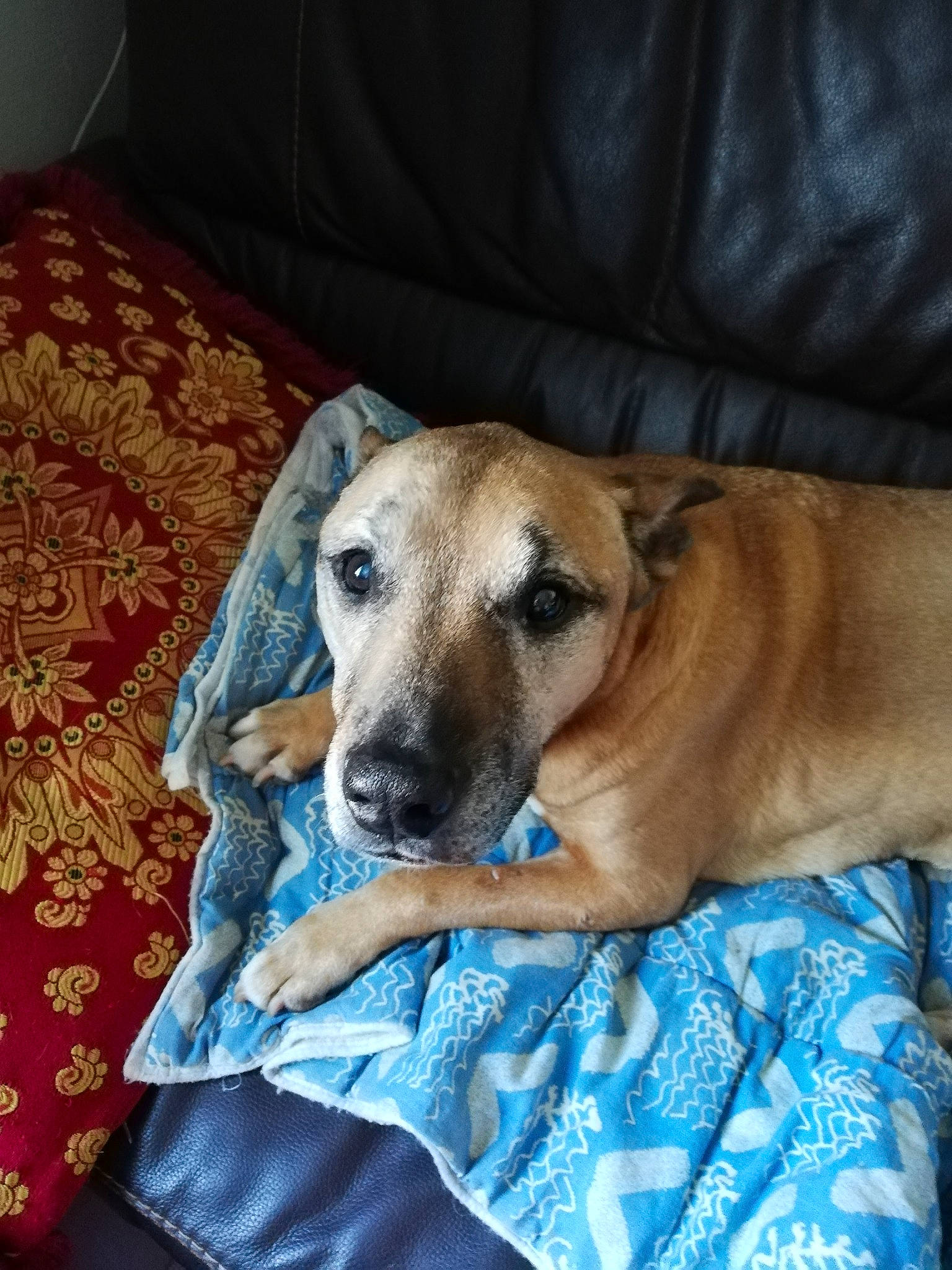 Ciska a rejoint le concours — aidez-le/la à gagner de superbes lots ! canidae, carnivore, comfort, companion_dog, couch, dog, dog_breed, dog_supply, fawn, linens, snout, sporting_group, terrestrial_animal, whiskers